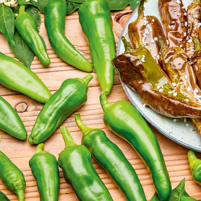 Punktet mit mildem Aroma: die italienische Grill-Paprika ‘Frigitello’.
