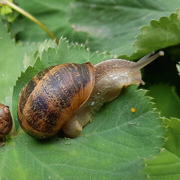 Die gefleckte Weinbergschnecke liebt Wärme.