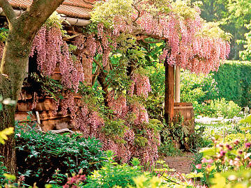 Der rosa Blauregen verwandelt eine Pergola im Mai in ein Blütenmeer. Aber Vorsicht, die Kletterpflanze ist sehr wüchsig!