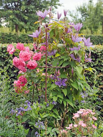 Kletterrosen und Clematis sind das perfekte Duo, um Rankgerüste blumig zu umspielen und Schatten zu spenden.