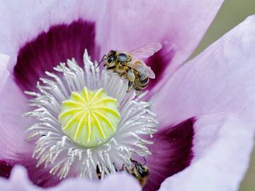 Mohnblüten sind bei Honigbienen beliebt. Hier ist es der Schlafmohn (Papaver somniferum), dessen Anbau bei uns genehmigungspflichtig ist, auch im Garten.