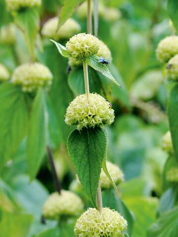 Außergewöhnlich: die in Etagen angeordneten Samenanlagen des Brandkrauts (Phlomis russeliana)