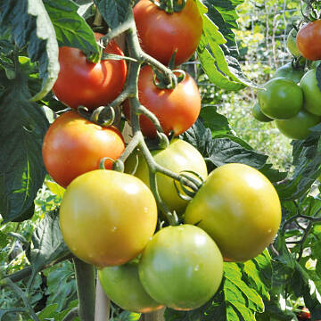 Feuchtes Laub macht Tomatenpflanzen krank. Gewächshaus-Tomaten müssen jetzt viel belüftet werden, damit die Pflanzen schnell abtrocknen.