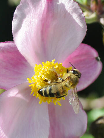 Die Herbst-Anemone – eine nahrhafte Futterquelle