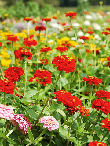 Die samtigen Blüten der Garten-Zinnien leuchten von Weiß, Gelb über Orange, Rosa und Rot bis Violett.