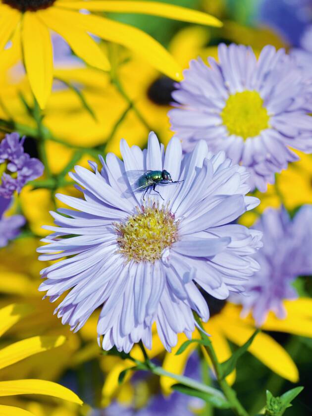 Garten-Sonnenhut und Glattblatt-Aster blühen wunderbar.