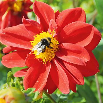 Dahlien blühen bis zum ersten Frost.