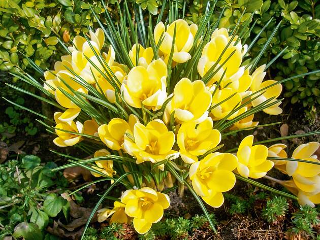 Wildkrokusse (von Sperli) sind schöne Farbtupfer.