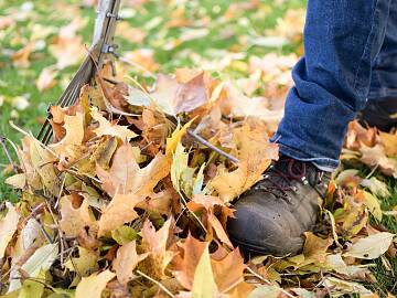 Herbstlaub verbessert den Boden.