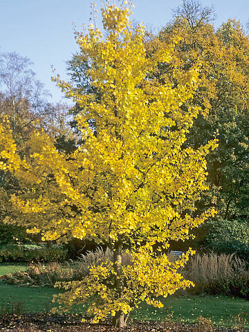 Ginkgo als Farbspot: goldgelbe Pracht im Garten