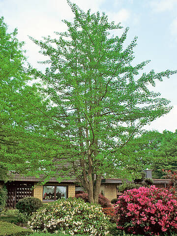 Rund 35 Meter Höhe kann ein Ginkgo-Baum erreichen.