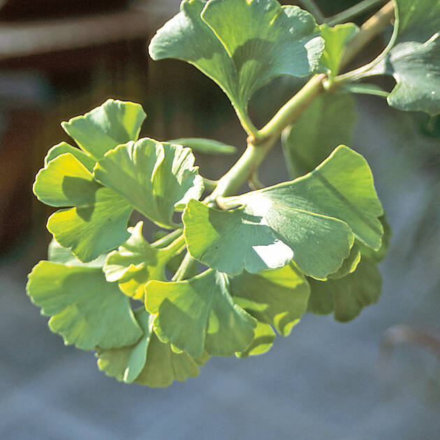 Das Blatt des Ginkgos erinnert an einen Fächer.