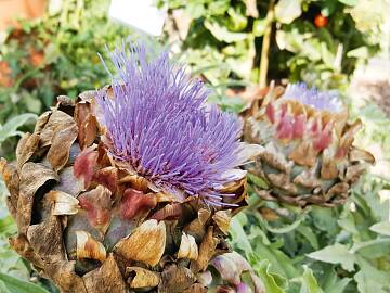 Gemüse-Artischocke (Cynara scolymus)