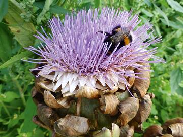 Wilde Artischocke (Cynara cardunculus)