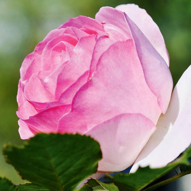 So schön: Viele Rosensorten blühen unermüdlich von Juni bis zum Frost.