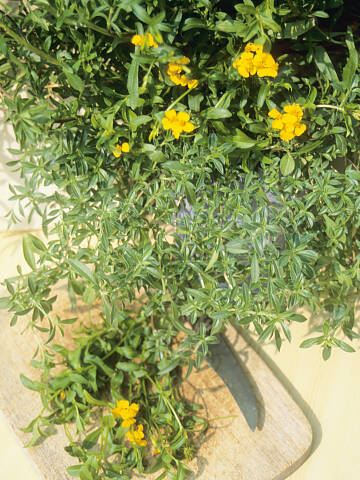 Estragon-Tagetes haben ein feines Anis-Aroma.