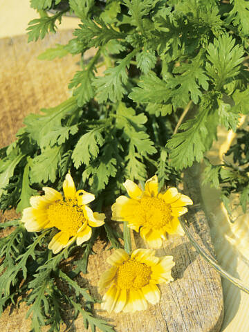 Würzig: Blüten und Blätter der Salatchrysantheme