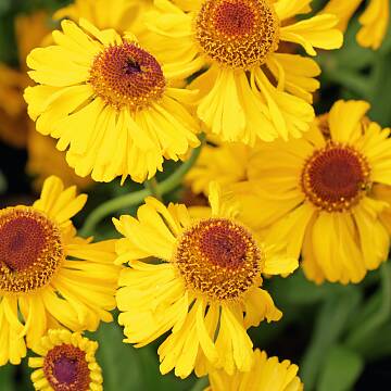 Helenium ‘The Bishop’