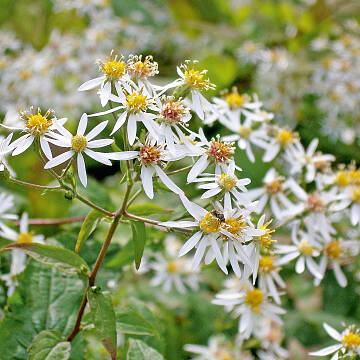 Aster divaricatus