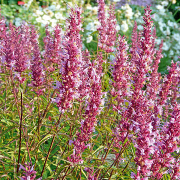 Agastache ‘Linda’ Präriegarten anlegen