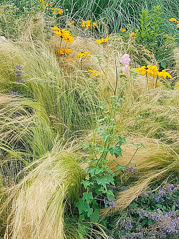 Das Zarte Federgras (Stipa tenuissima) webt sich durch die Beete und lädt zum Streicheln ein.