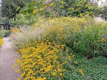 Im Spätsommer trumpfen Sonnenhut (Rudbeckia) und Ziergräser im Präriebeet auf.