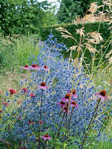 Der Kleine Mannstreu (Eryngium planum ‘Blauer Zwerg’) zieht Insekten an und verträgt Trockenheit.