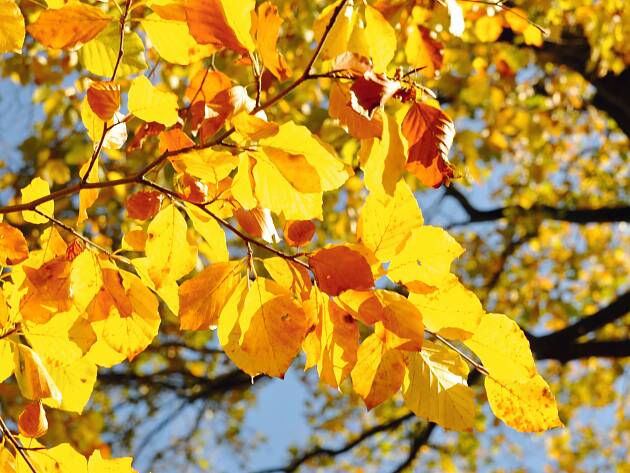 Garten November Goldener November statt Oktober: Auswirkung der ­Klimaerwärmung