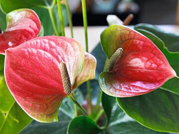 Die farbigen Hochblätter sind das Markenzeichen der beliebten Flamingoblumen (Anthurium-Hybriden).