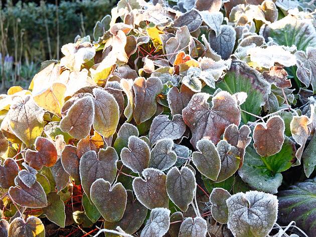 Die Blätter von Elfenblumen sollten im Winter nicht von herabfallendem Herbstlaub bedeckt werden.