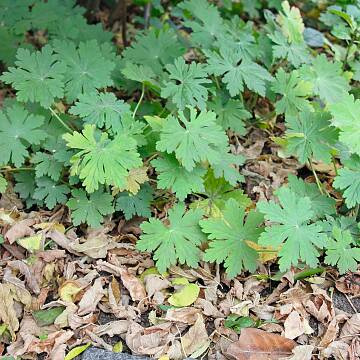 Viele Bodendeckerstauden „verschlucken“ das Herbstlaub förmlich. Auf diesen Beeten kann es gerne liegenbleiben.