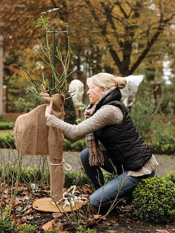 Mit dickem Jutefilz sind Hochstammrosen gut gegen Frost und Wind geschützt. (www.winterschutz.de)