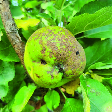 Pilzerkrankungen an Obst traten gehäuft auf.