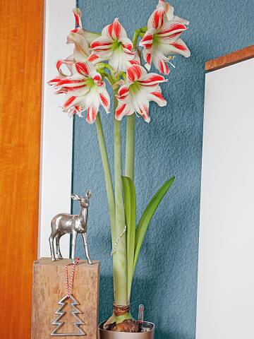 Amaryllis Pflege nach der Blüte Wochenlang verschönern Amaryllis unsere Wohnräume. Es lohnt sich, die Blumen nach der Blüte weiterzupflegen.