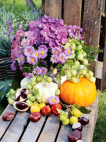 Herbstdeko Garten Ein herbstliches Arrangement mit Hortensien, Astern, Hopfen-Ähren, Kürbissen, Kastanien & Co.