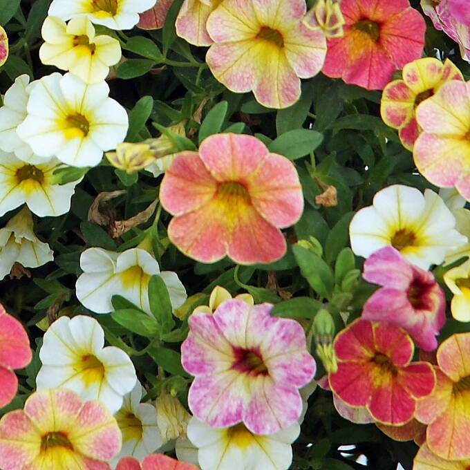 Trio Calibrachoa ‘Calita® Einhorn’