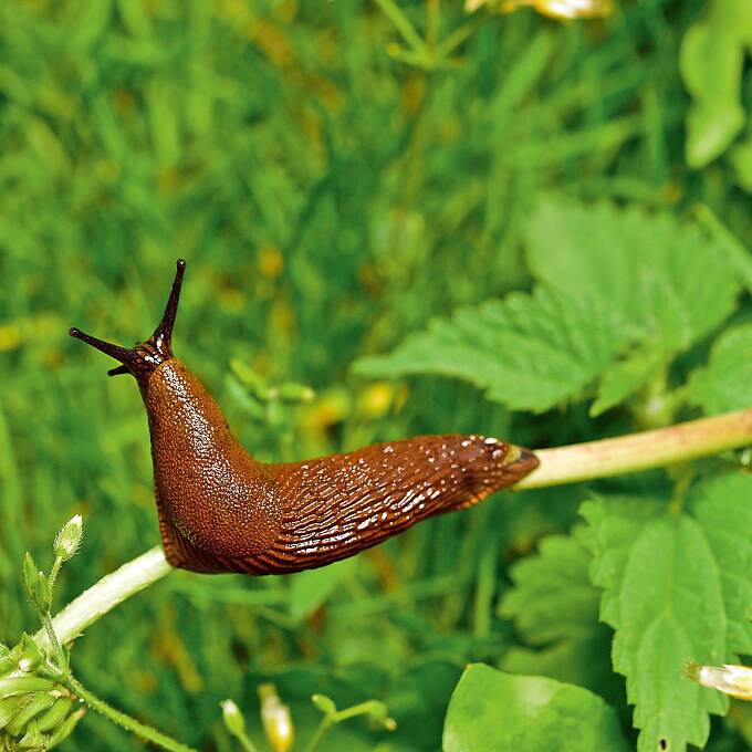 Die gefürchtete Nacktschnecke schnüffelt nach dem nächsten Leckerbissen. Hoffentlich woanders!