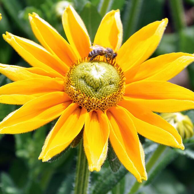 Wenn Bienen beim Pollen sammeln von Blüte zu Blüte fliegen, bestäuben sie die Pflanzen.