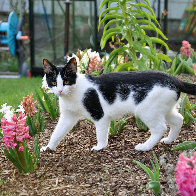 Dem kleinen Haustiger bereitet das Herumstöbern im Garten herrliches Vergnügen.