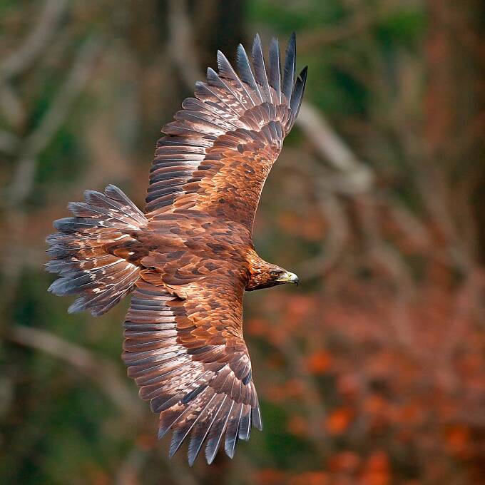 In Europa zählt der Steinadler zu den größten Greifvögeln.