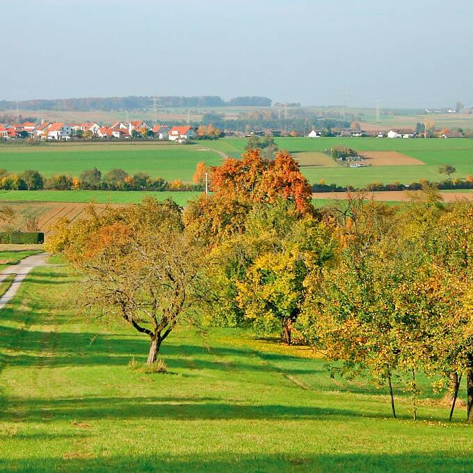 Streuobstwiesen lieferten früher sowohl Obst als auch Gras und Heu für das Vieh.