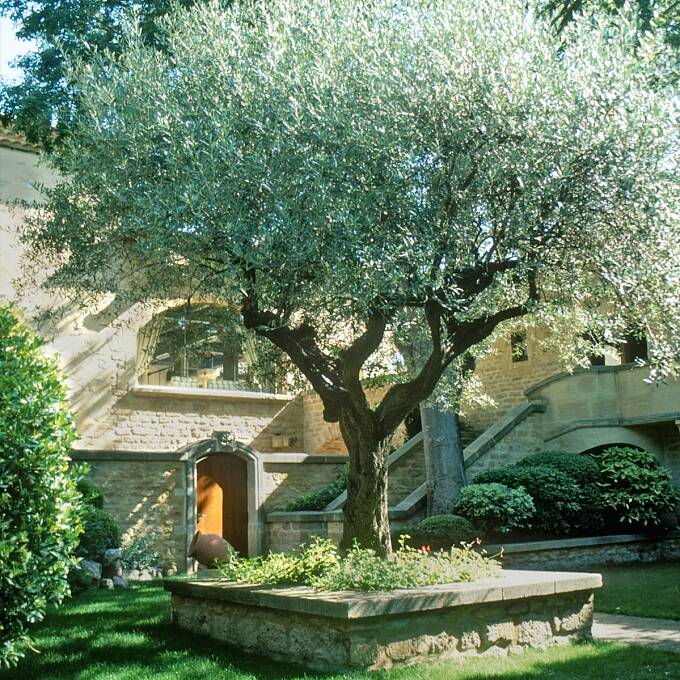 Ein knorriger Olivenbaum steht im Mittelmeerraum in fast jedem Garten.