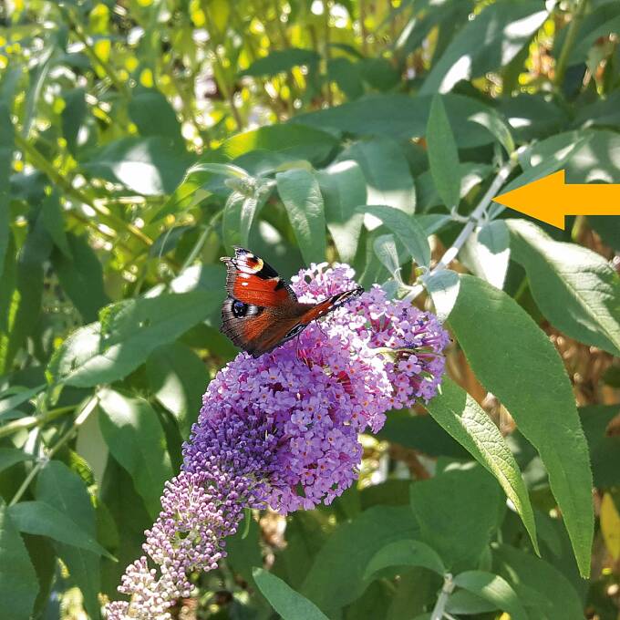 Sommerflieder-Blüte am diesjährigen Trieb (s. Pfeil)