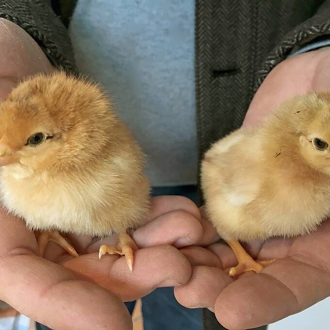 Küken sind sehr zutraulich.