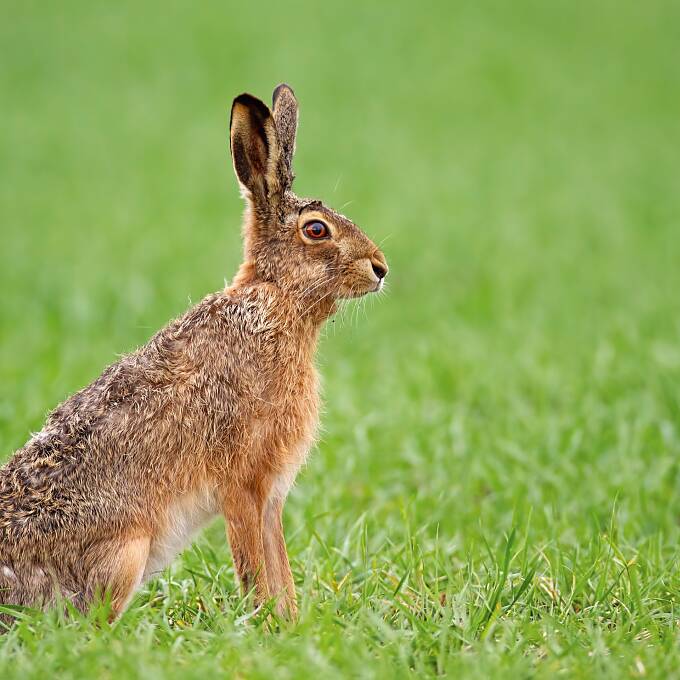 Europäischer brauner Hase