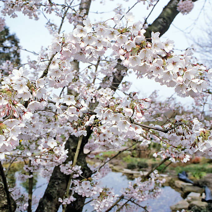 Zierkirschen wie diese Prunus subhirtella öffnen ab Ende März ihre weißen oder rosa Blüten.