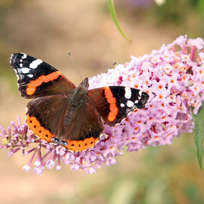 Auf die richtigen Blüten kommt es an, damit es im Garten summt und flattert.