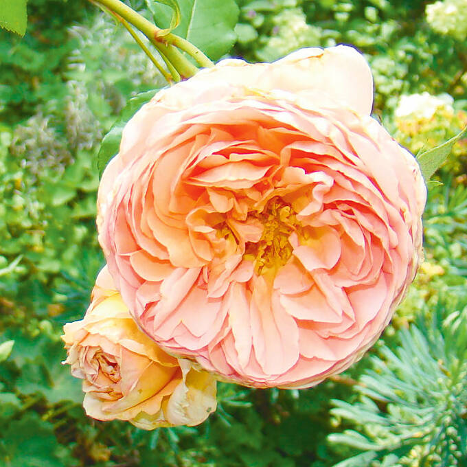 Mit Stecklingen kannst du deine Lieblingsrose aus dem Garten vermehren.