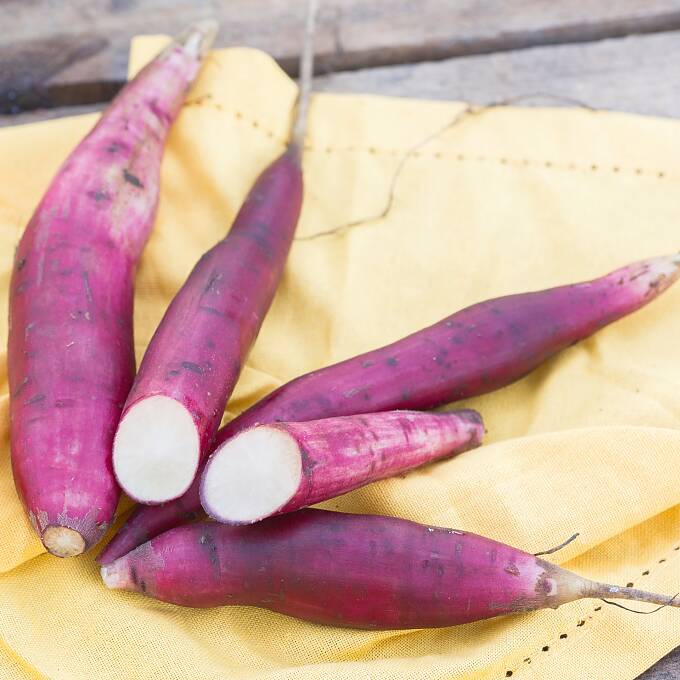 Yacon-Knollen schmecken süßlich.