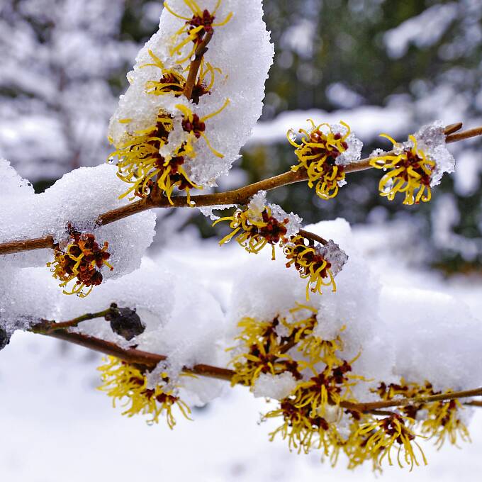 Die Zaubernuss blüht auch bei Schnee.